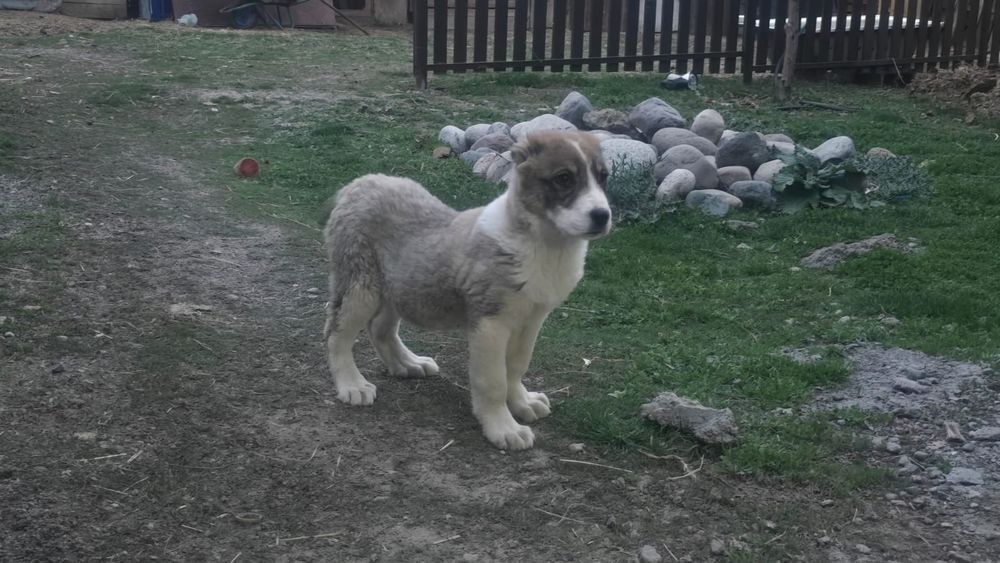 Продается щенок волкодав