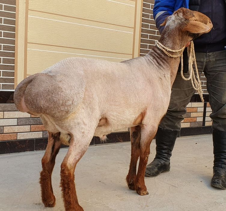 Ку'чкор сотилади