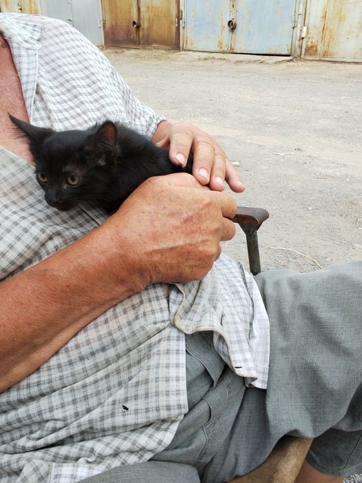 Котята котёнок мысык