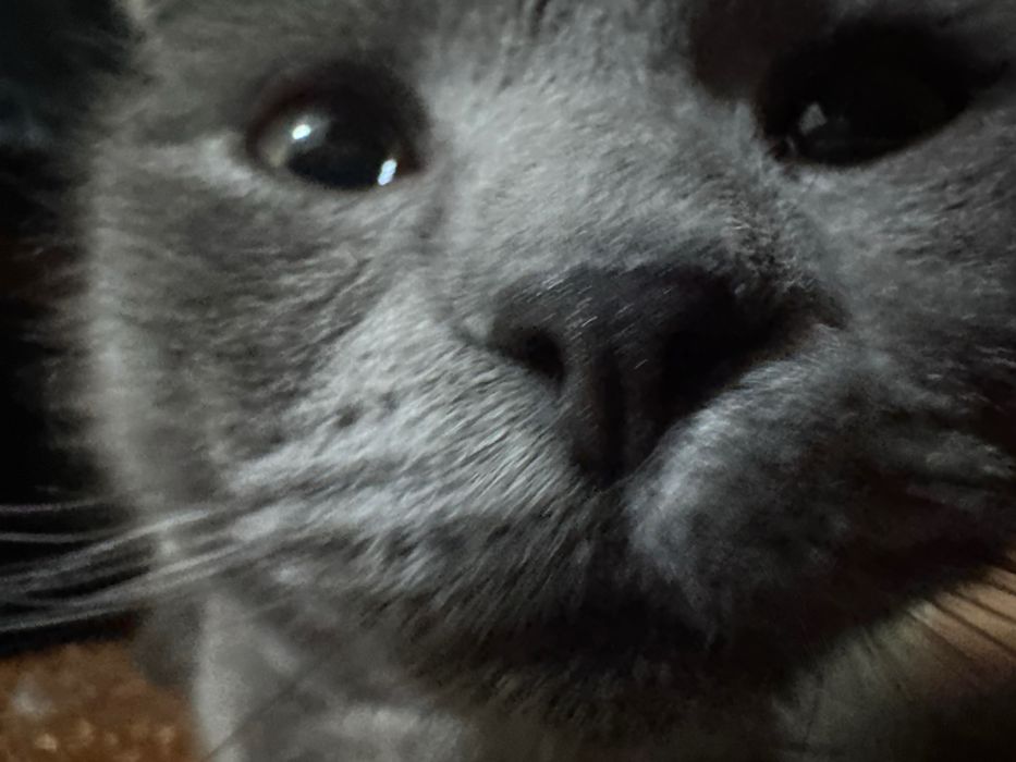 Scottish fold toza.  Coco