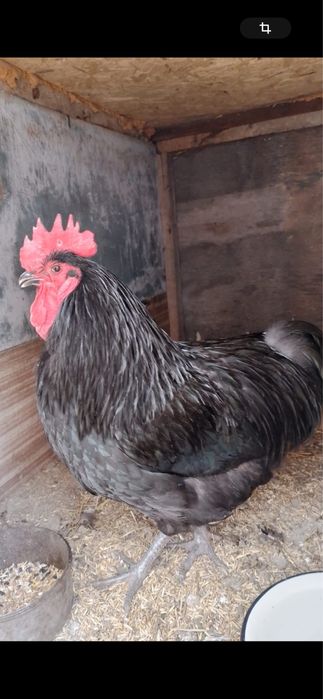 Продаю петуха австралорб