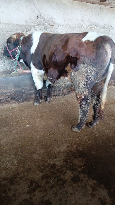 Бука сатылады семыз