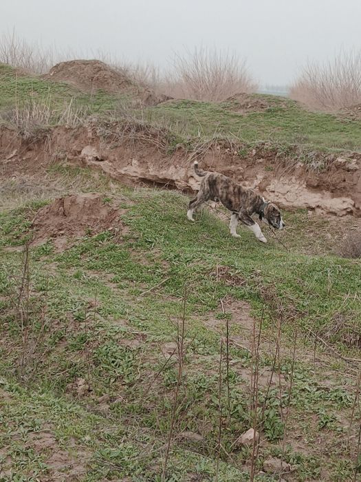 Продаётся алабай щенок , уши хвост купированы , кушает самостоятельно
