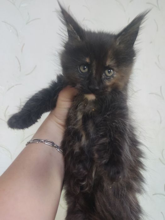 Продам котят породы Мейн -кун