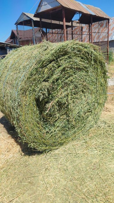 Vand baloti de lucerna 160x120