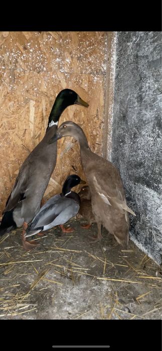 Vand rate pitice olandeze si alergatoare indiene