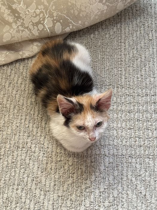котенок бесплатно