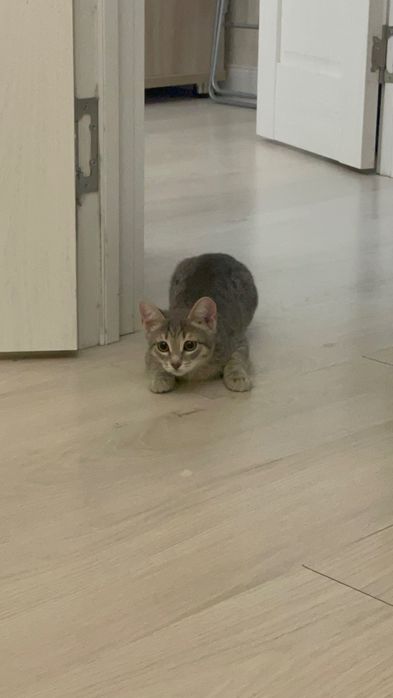 Египетская кошка мау
