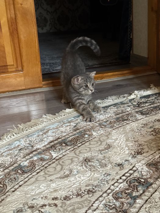 Продаются котята