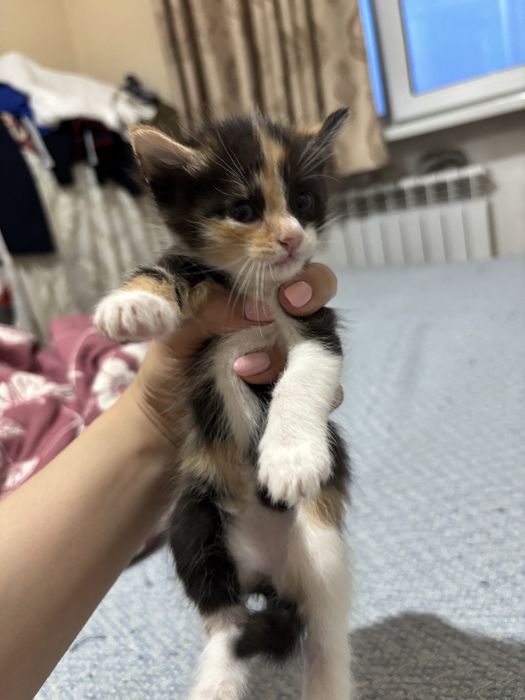 Котенок 1,5месяцев