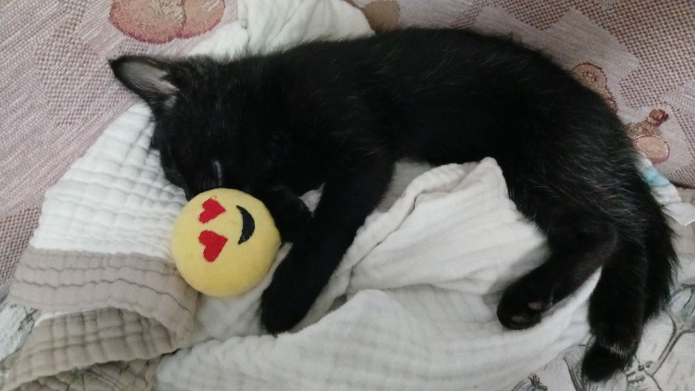 Отдам котёнка в хорошие руки