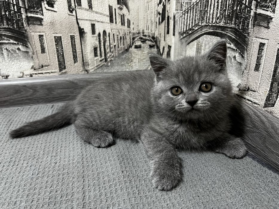 Котята голубые британские