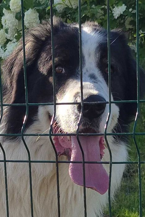 Ciobanesc de bucovina