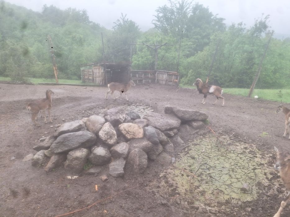 Муфлони ,мъжки и женски