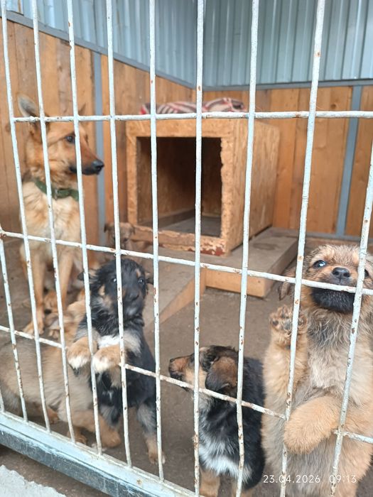 Отдам щенят в добрые руки