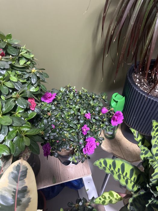 Азалия фикус Бенджамин