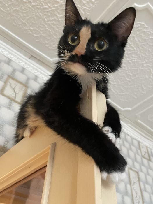 Потерялась кошка