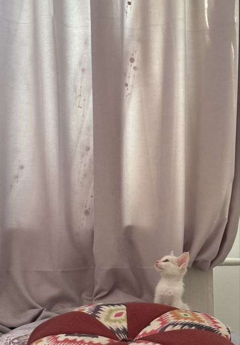 Котенок в ДОБРЫЕ руки!!!