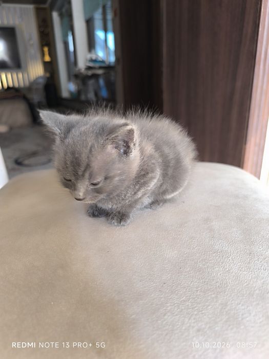 Котята вислоухие