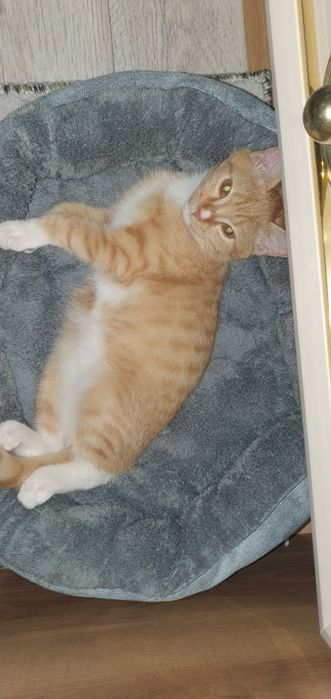 Котенок 5  месяца