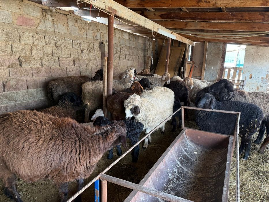 Кой сатылады козылы койлар