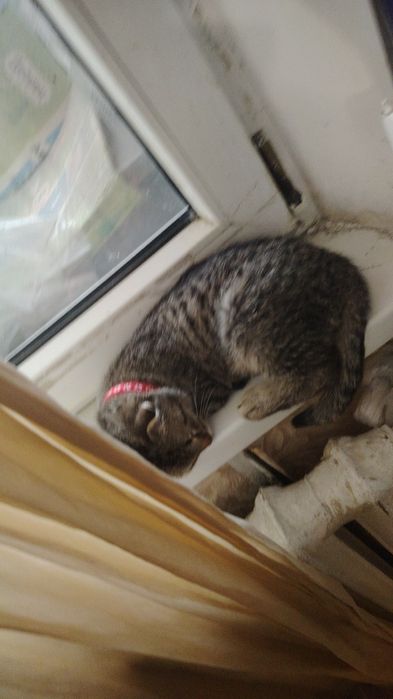 Мысык в доброе руки, тегын мискасымен, Бала мысык