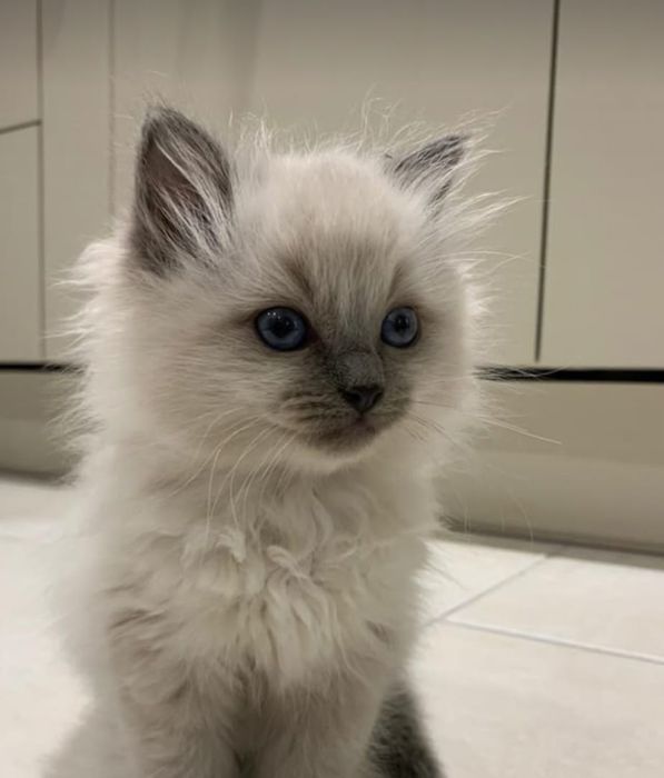 Ragdoll Baietel foarte jucăuș