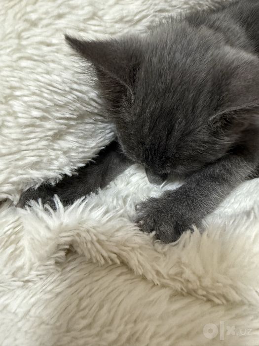 Отдам котёнка в добрые руки