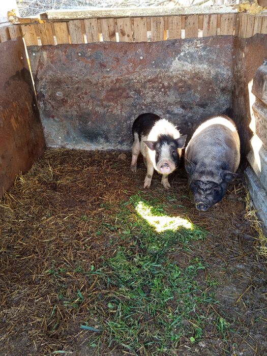 Виетнамски прасета