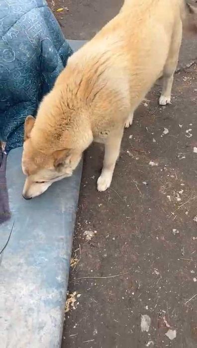 Ищем любящих хозяев