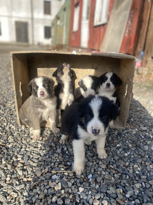 Бесплатно щенки в хорошие руки