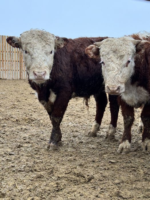 Еркек баспақтар сатылады