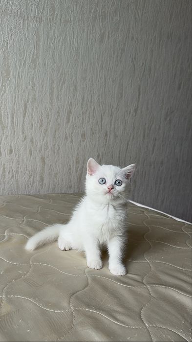 Продаются котята породы Шотланские шиншилы