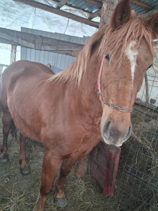 Vand iapa sarga de 3 ani