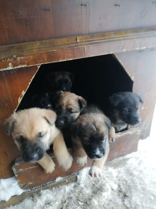 Отдам щенят в добрые руки!