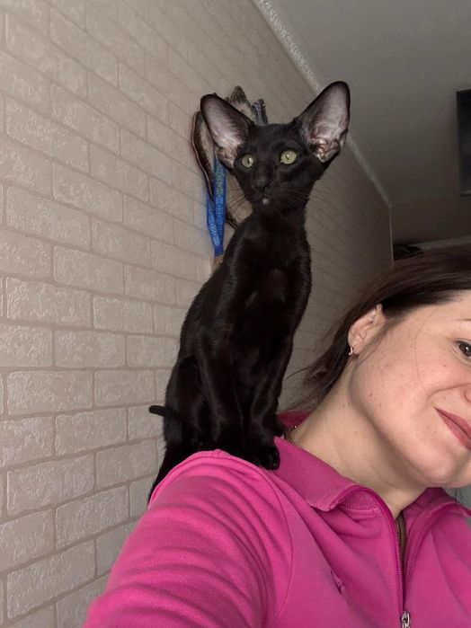 Ориентальные котята экстримального современного типа