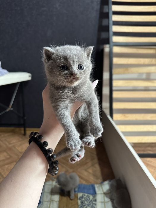 Продам котят британцев