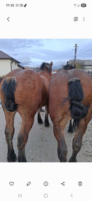 Vând 2 cai tineri 1,8 luni schimb cu vaci