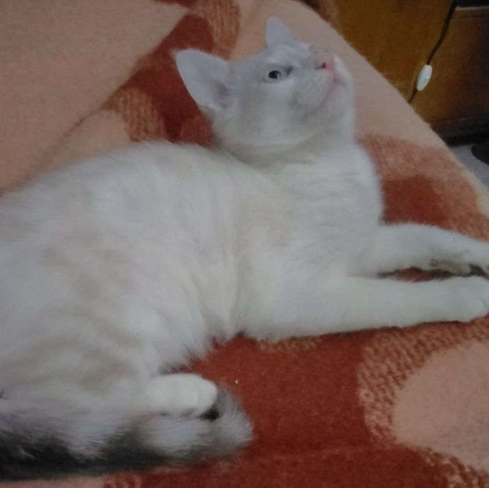 Котик страйт 5мес , в добрые руки