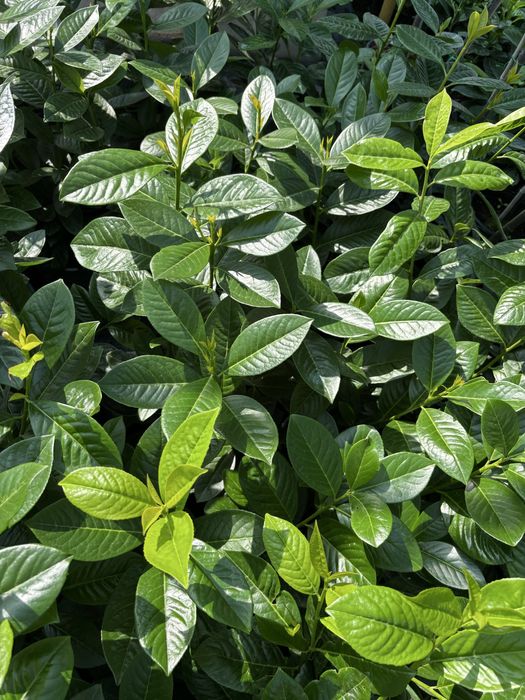 Laur englezesc, Photinia, Lonicera, Euonymus