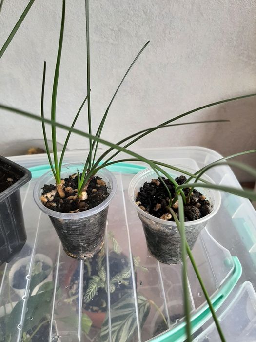 Комнатные цветочки