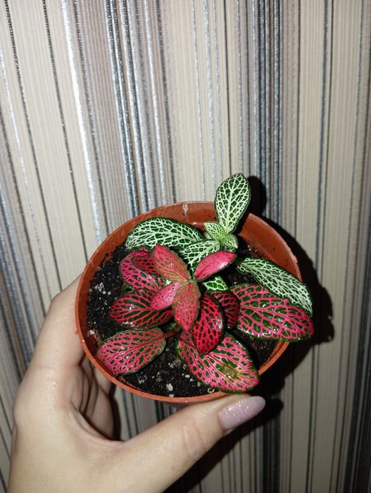 Продам Фиттония (красная, зелёная, белая))