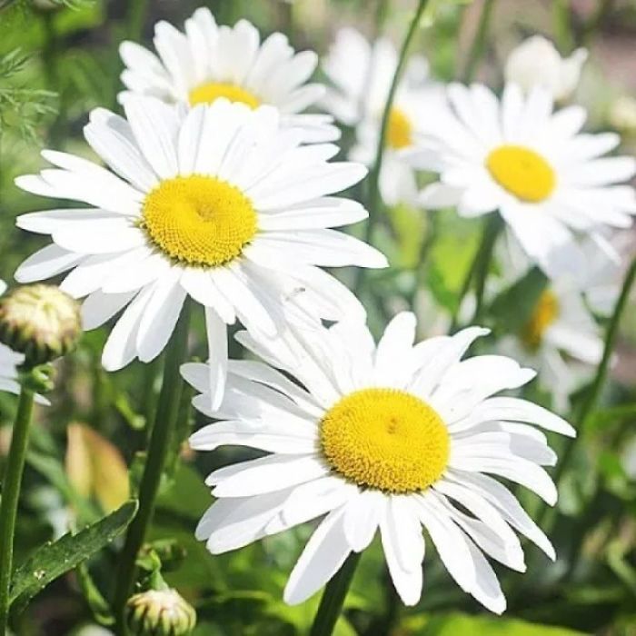 Цветы многолетние рассада