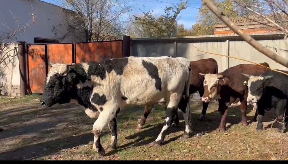 Продается в крупно-рогатый скот быки.