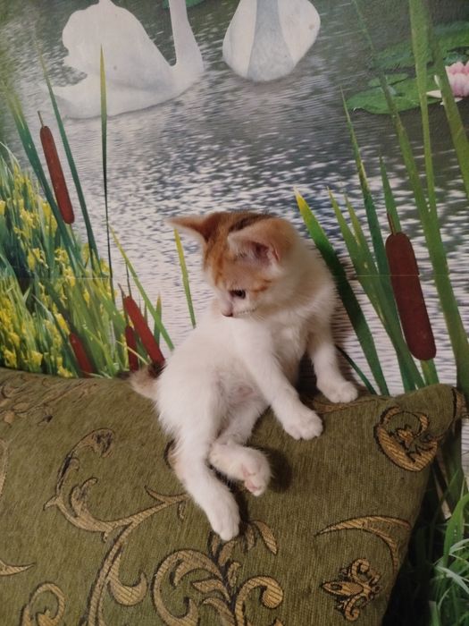 Отдам в добрые руки котят