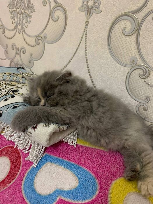 Scotish Strayt 2 oylik toza qon.