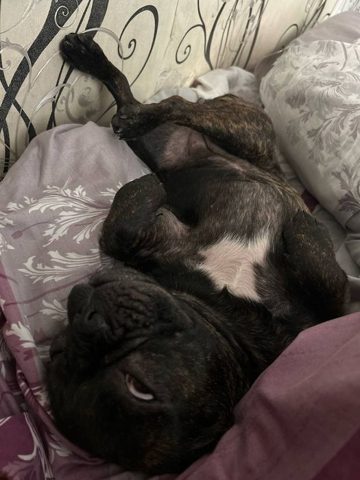 Шайни ищет жениха