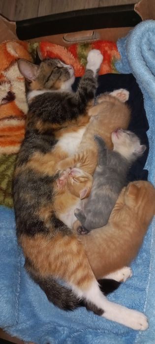 Котята в добрые заботливые руки