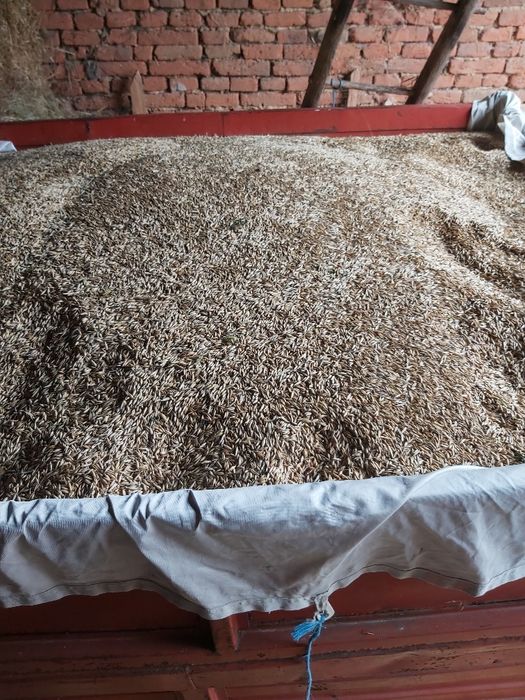 Vand ovaz si triticale recolta 2025