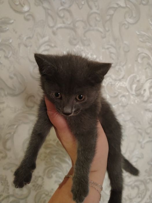 Котенок в добрые руки